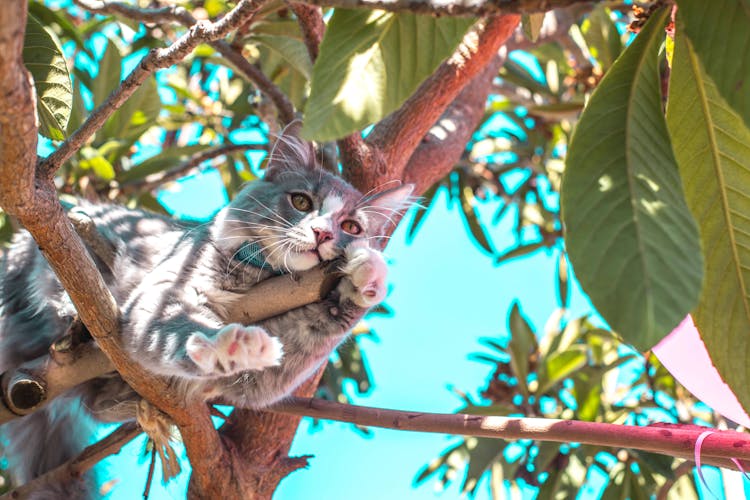 Gray Cat On Tree Branch