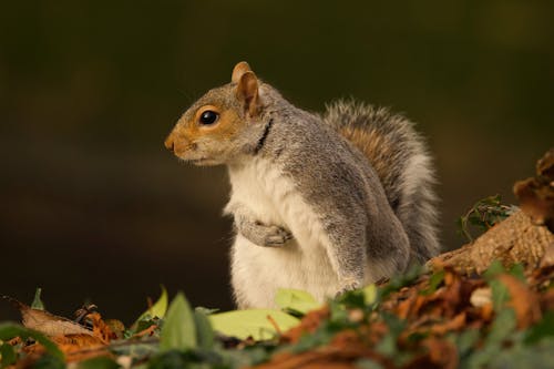 Squirrel in Nature