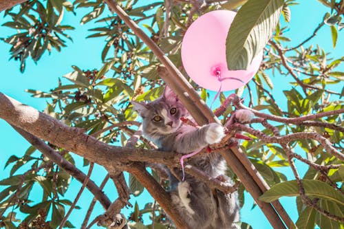 Free Gray Cat on Tree Branch Beside Balloon Stock Photo