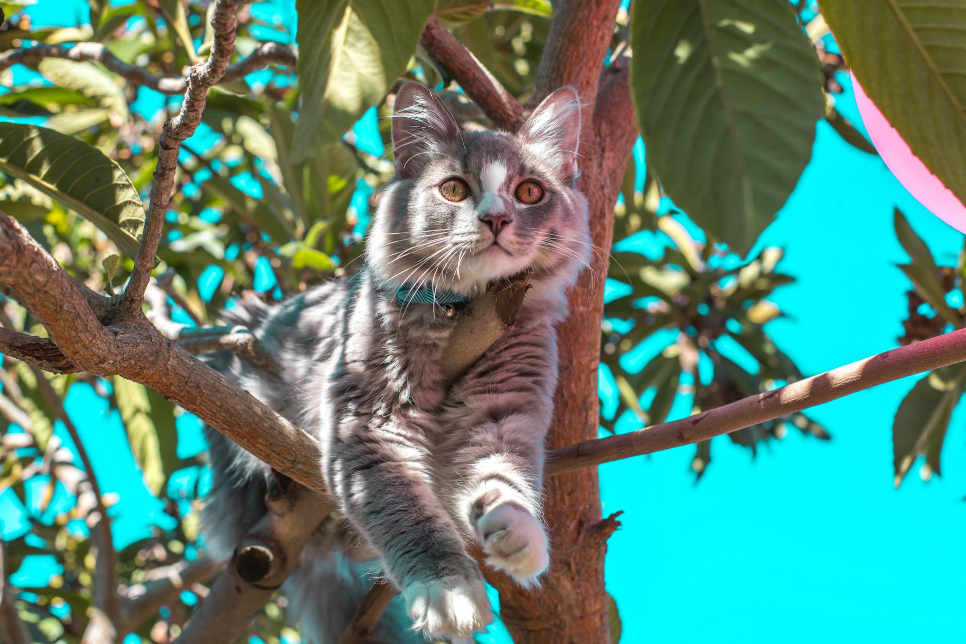 Close-Up Photo of Cat