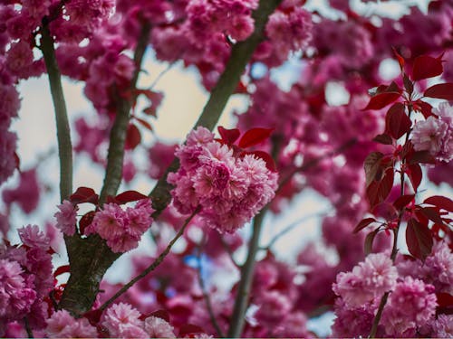 Pink Cherry Blossoms