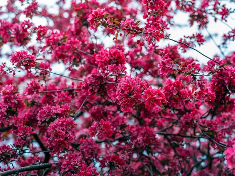 A lush display of vibrant pink blossoms on tree branches, perfect for spring themes.