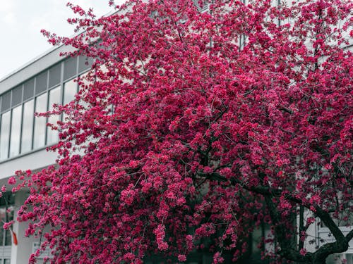 A Tree with Pink Flowers in front of a Building in City 