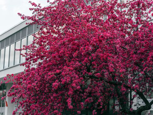 Free A flourishing pink blossom tree stands against a modern building facade during spring. Stock Photo