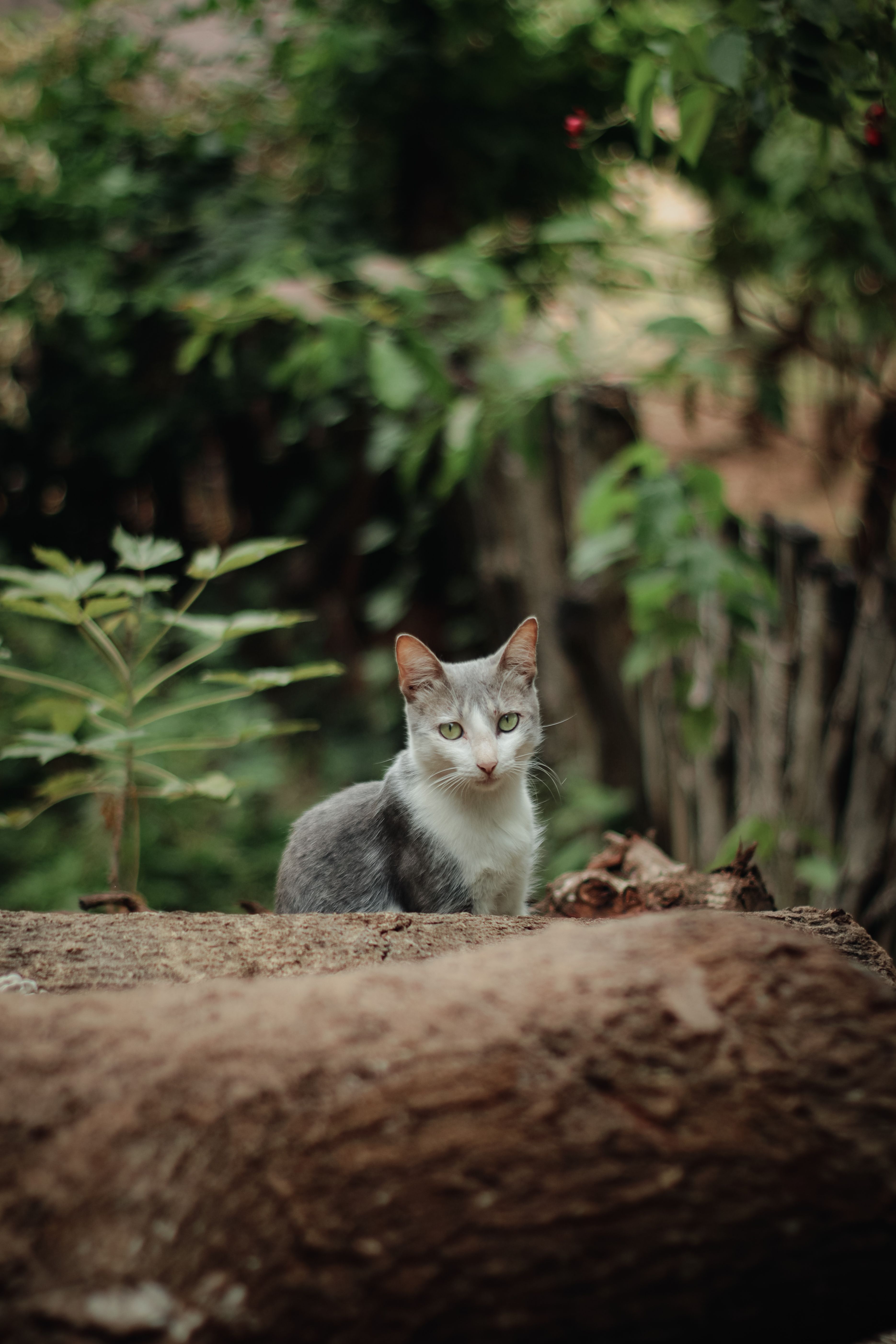 A cat sitting on top of a log in the woods · Free Stock Photo