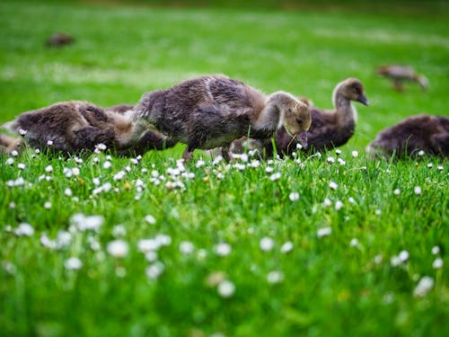 Kostenloses Stock Foto zu kanada gans, küken, tier fotografie