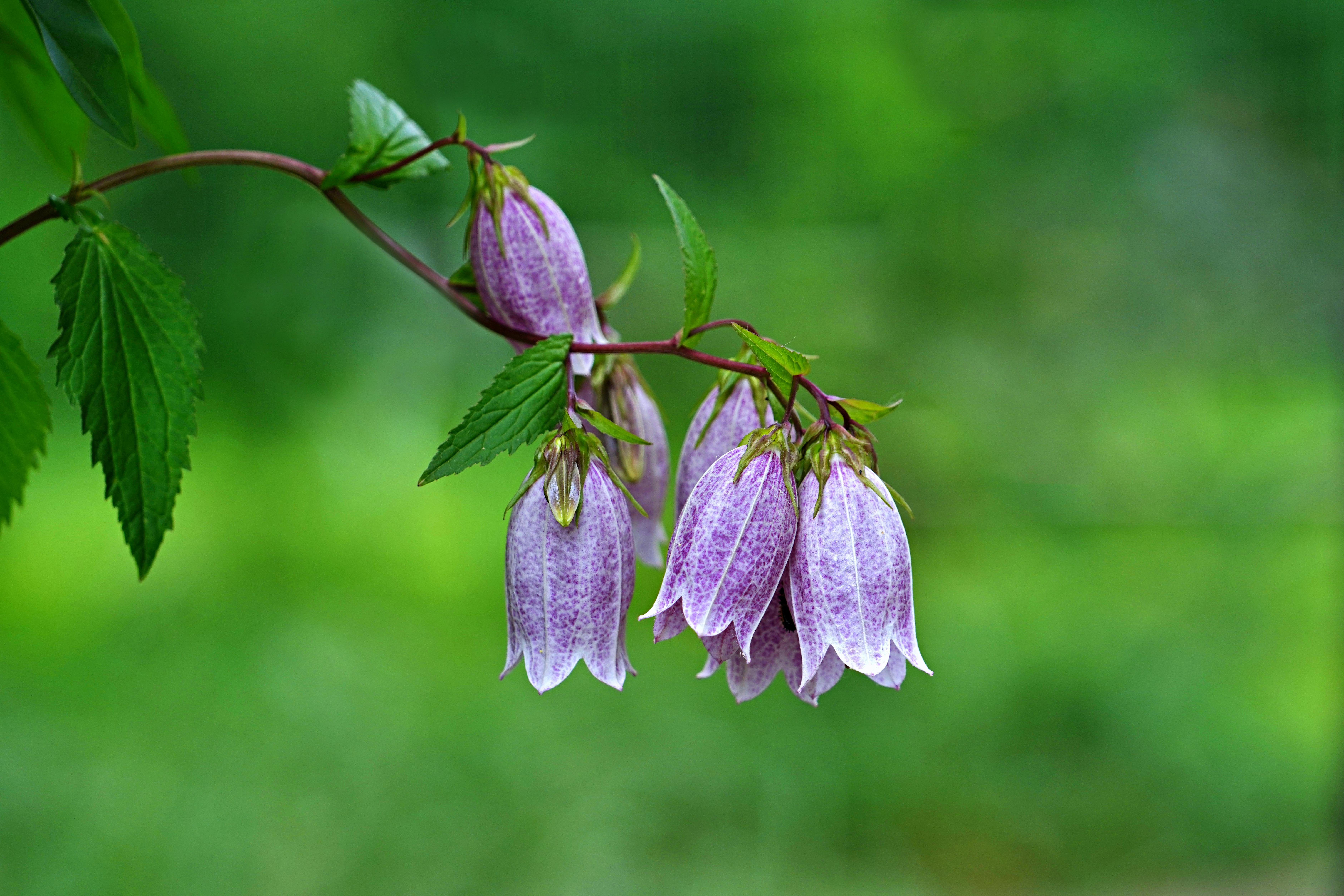 [ColoSach]-vibrant-purple-bellflowers-with-lush-green-leaves-against-a-blurred-nature-background.