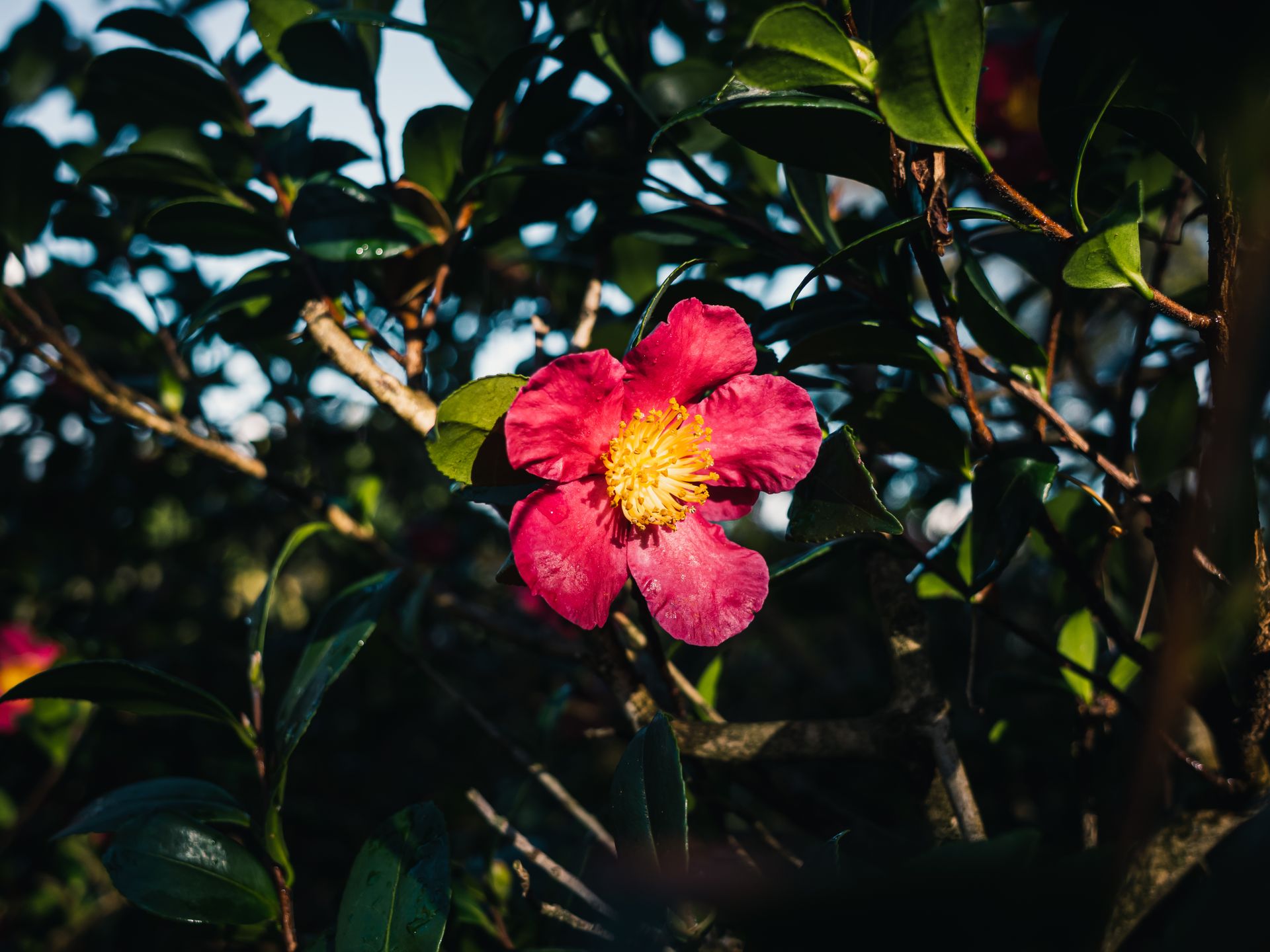 Close-up of a vivid red Camellia Japonica blossom surrounded by green leaves in natural sunlight.