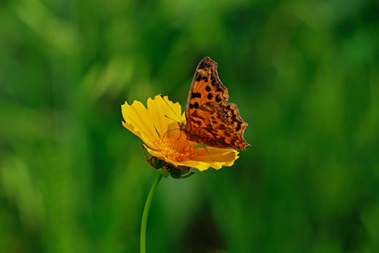 Butterfly On Flower