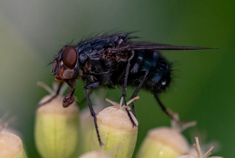 Close Up Of Fly On Plant