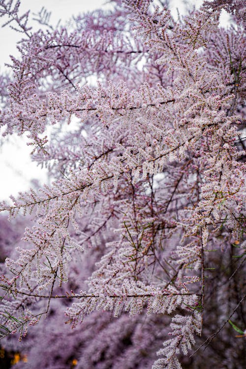 Foto d'estoc gratuïta de arbre, blanc, branques