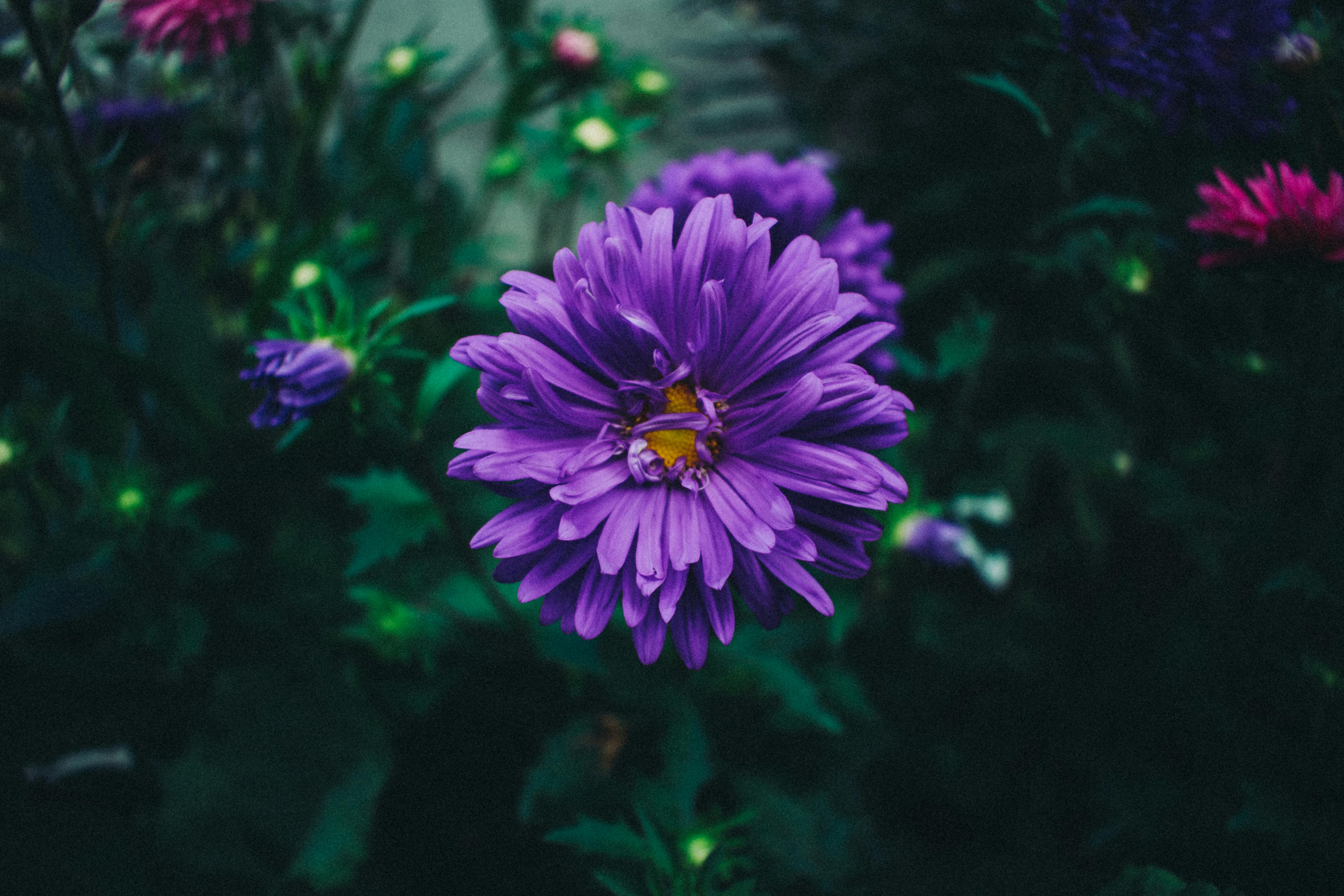 免费 修剪花草, 充滿活力, 園林花卉 的 免费素材图片 素材图片