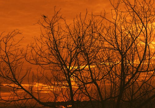Bare Tree Branches at Sunset