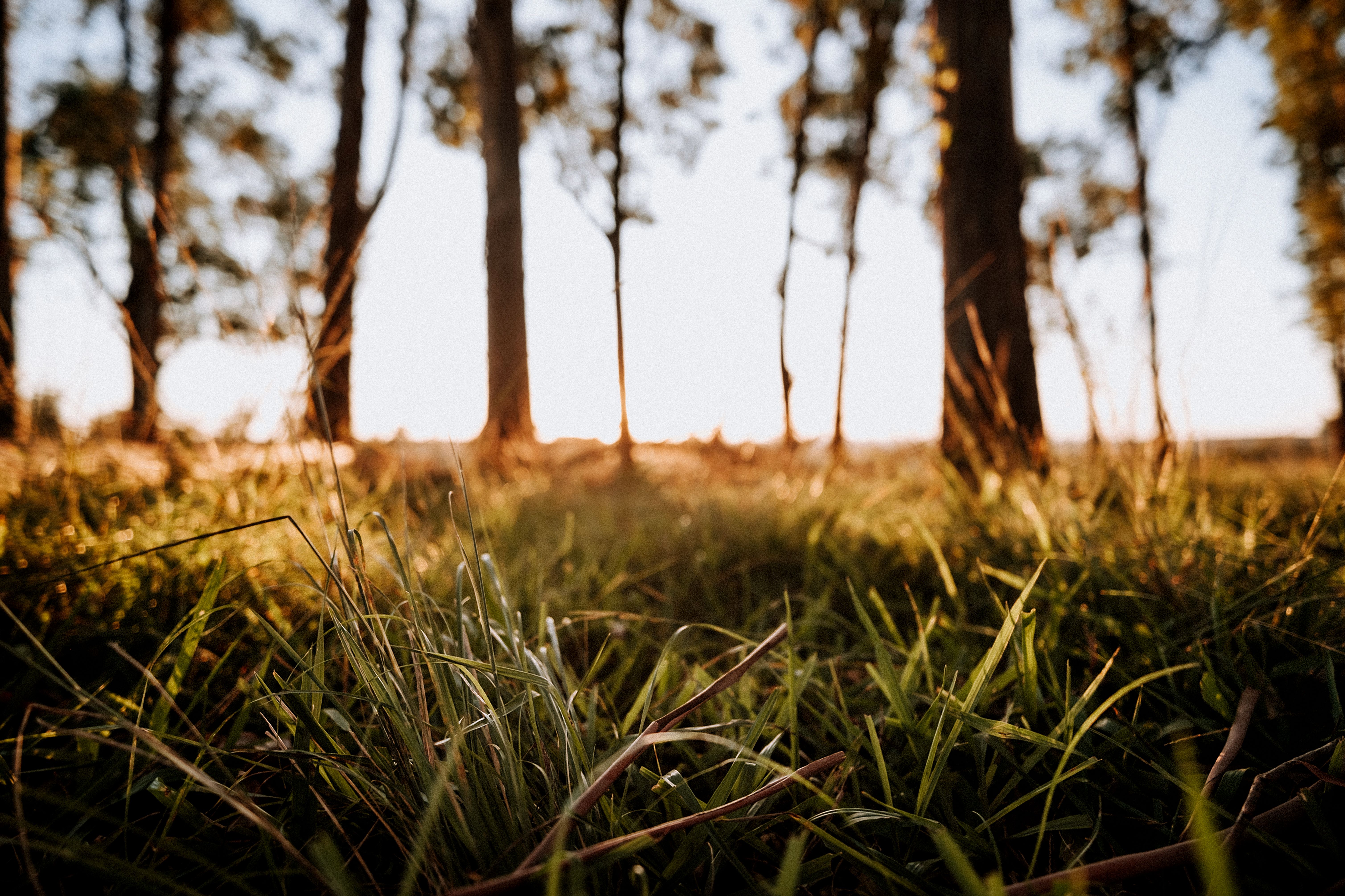 Perennial bioenergy grasses begin rebuilding Midwest soil carbon lost to maize