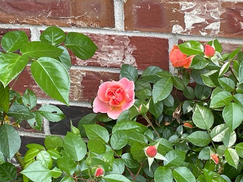 Fotos de stock gratuitas de fondo de ladrillo, rosa claro, rosas de jardín