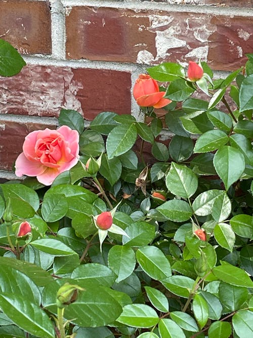 Fotos de stock gratuitas de rosa, rosas de jardín