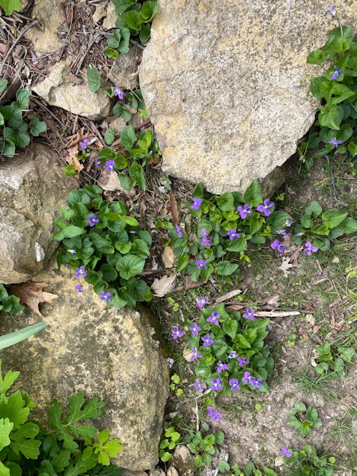 Fotos de stock gratuitas de flor violeta, piedra, piedra caliza