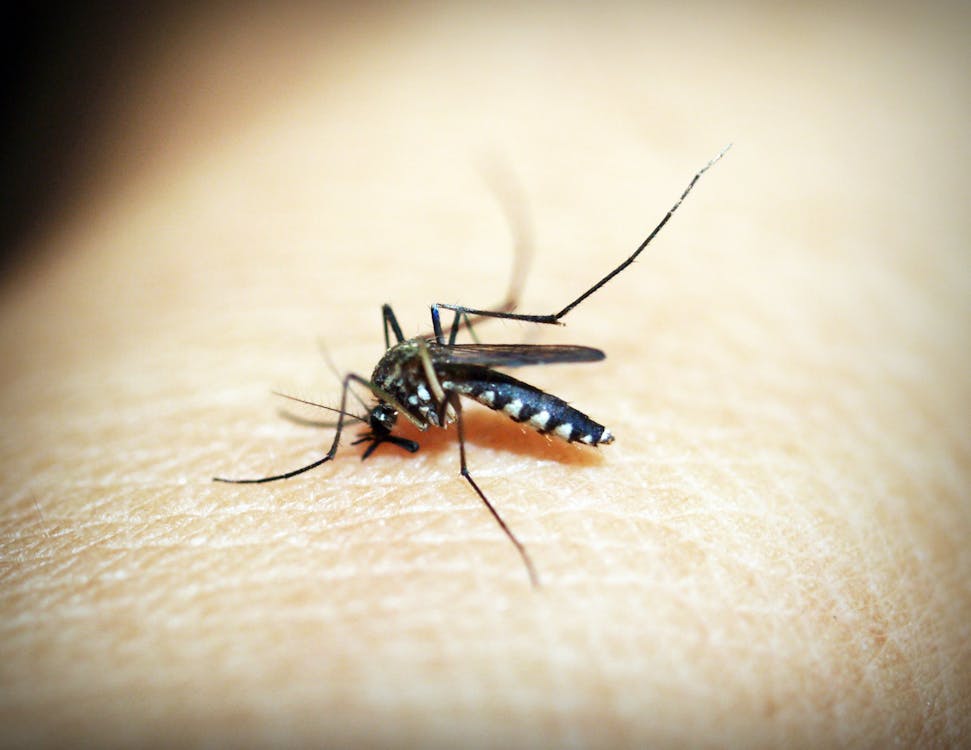 A close up image of a black mosquito on a person’s skin