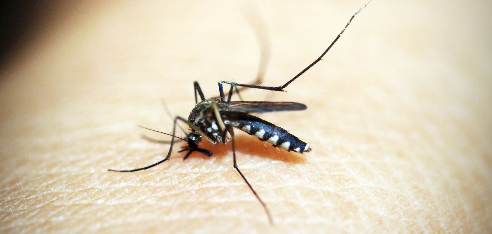 Mosquito biting skin, close-up