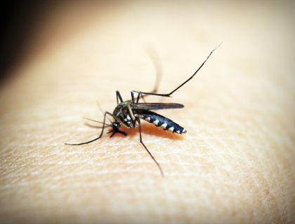 Mosquito on skin, close-up