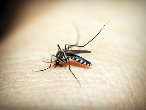 Mosquito on skin, close-up