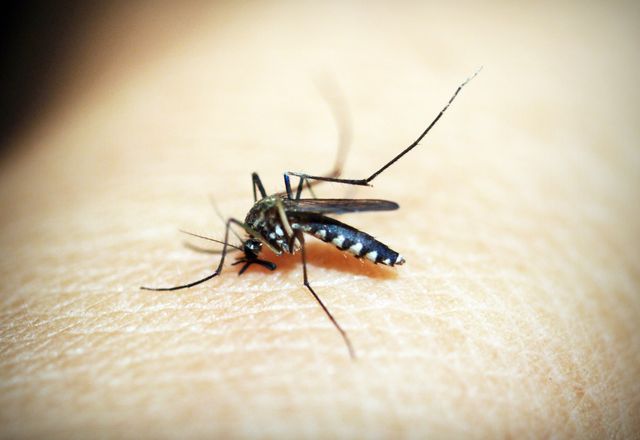 Mosquito biting skin, close-up