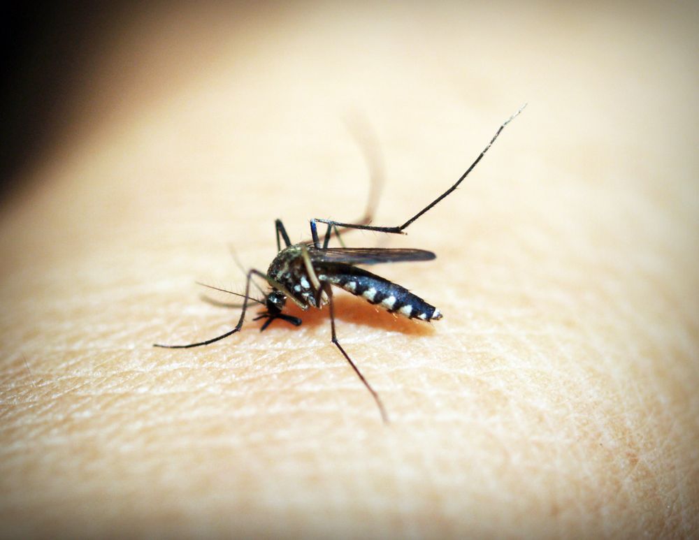 Macro photograph of a mosquito, representing mosquito management services