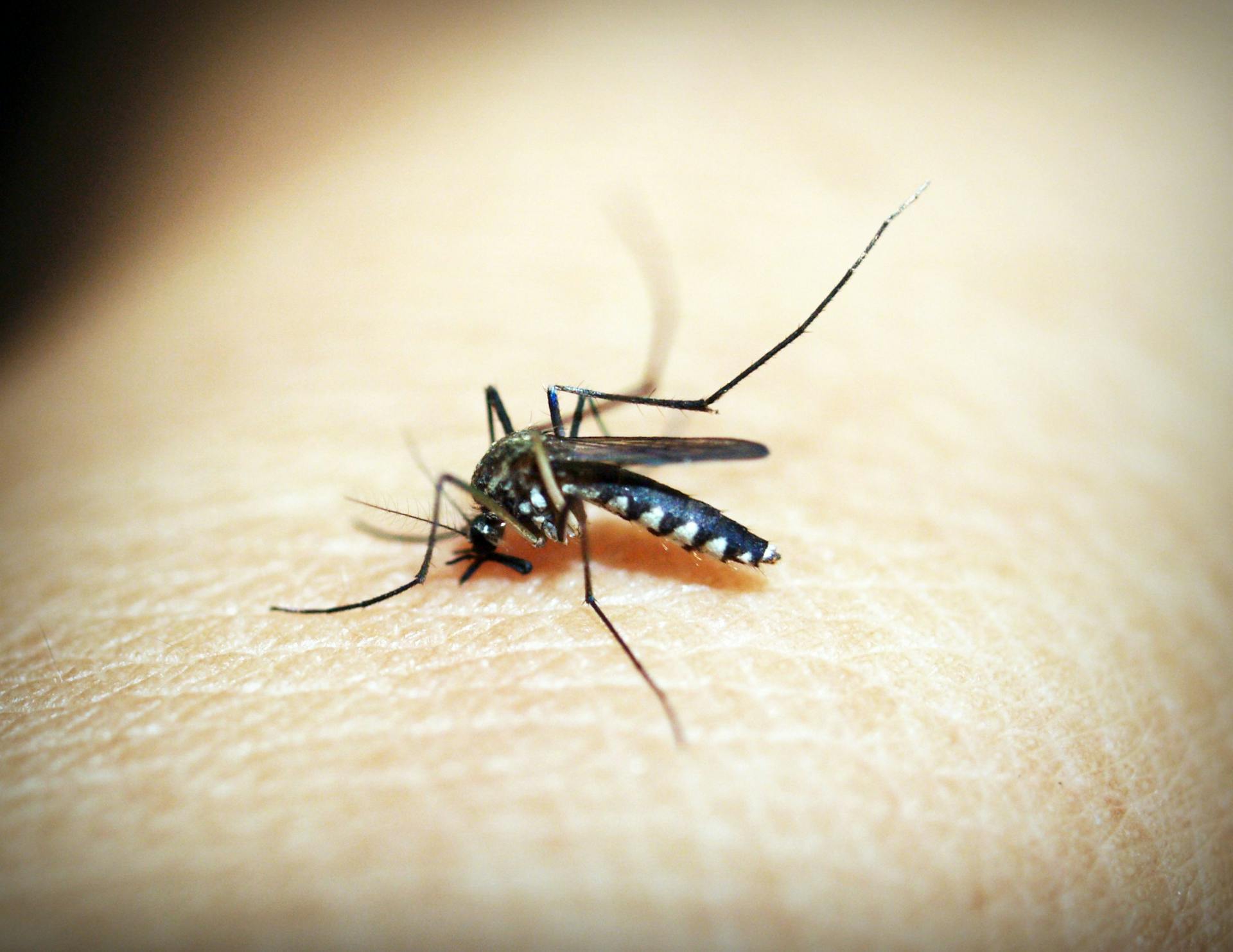 Black Mosquito on Person's Skin