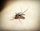 mosquitos