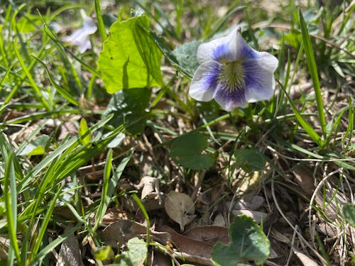 Fotos de stock gratuitas de flor violeta, hojas de hierba, Violeta