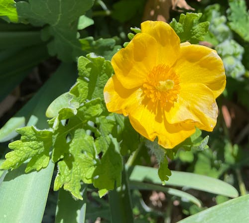 Fotos de stock gratuitas de amapola celadina, amarillo dorado, flor silvestre