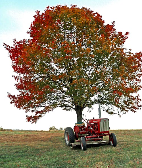 Fotos de stock gratuitas de árbol de otoño, caer, colores de otoño