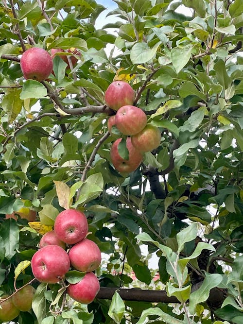 Fotos de stock gratuitas de apple, huerta, manzanas rojas