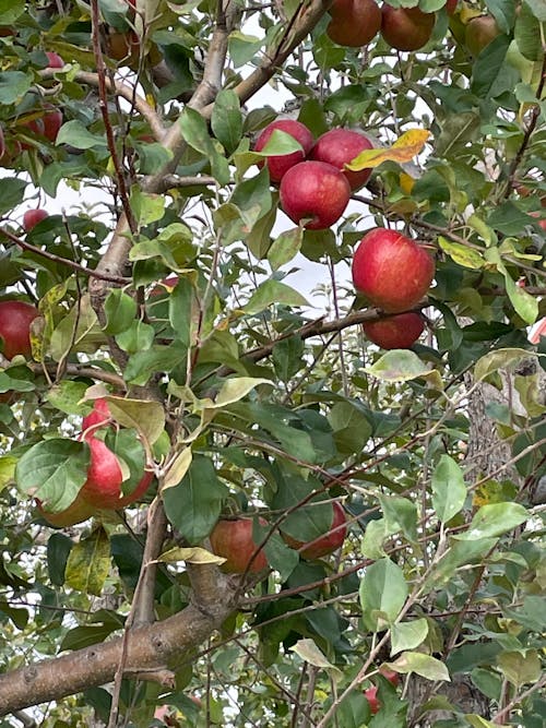 Fotos de stock gratuitas de apple, huerta, manzanas rojas