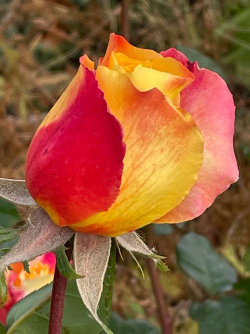 Fotos de stock gratuitas de amarillo dorado, brotar, jardín rosa