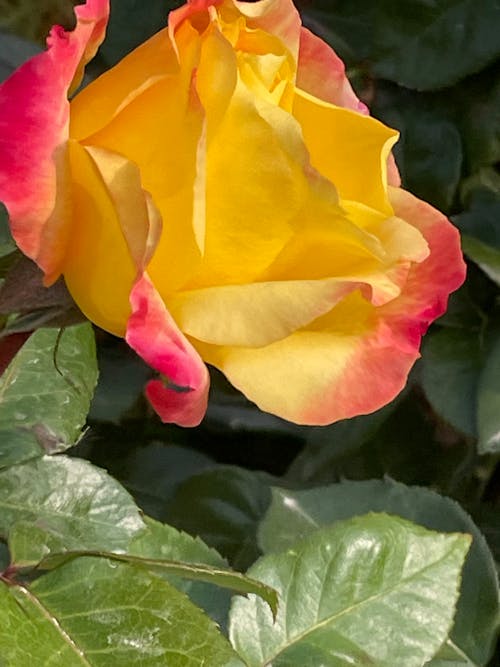 Fotos de stock gratuitas de amarillo dorado, jardín rosa