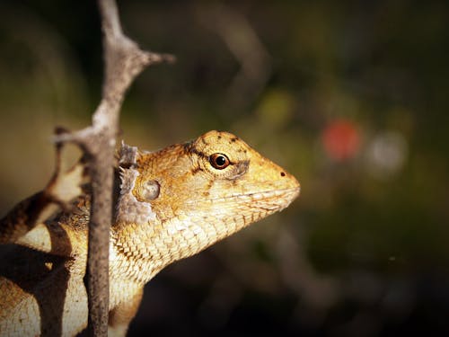 Free Shallow Focus Photography of Yellow and White Lizard Clinging on Tree Branch Stock Photo