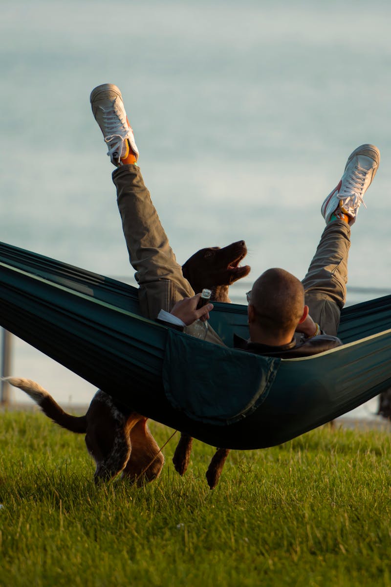 Dog In Hammock Photos, Download The BEST Free Dog In Hammock Stock