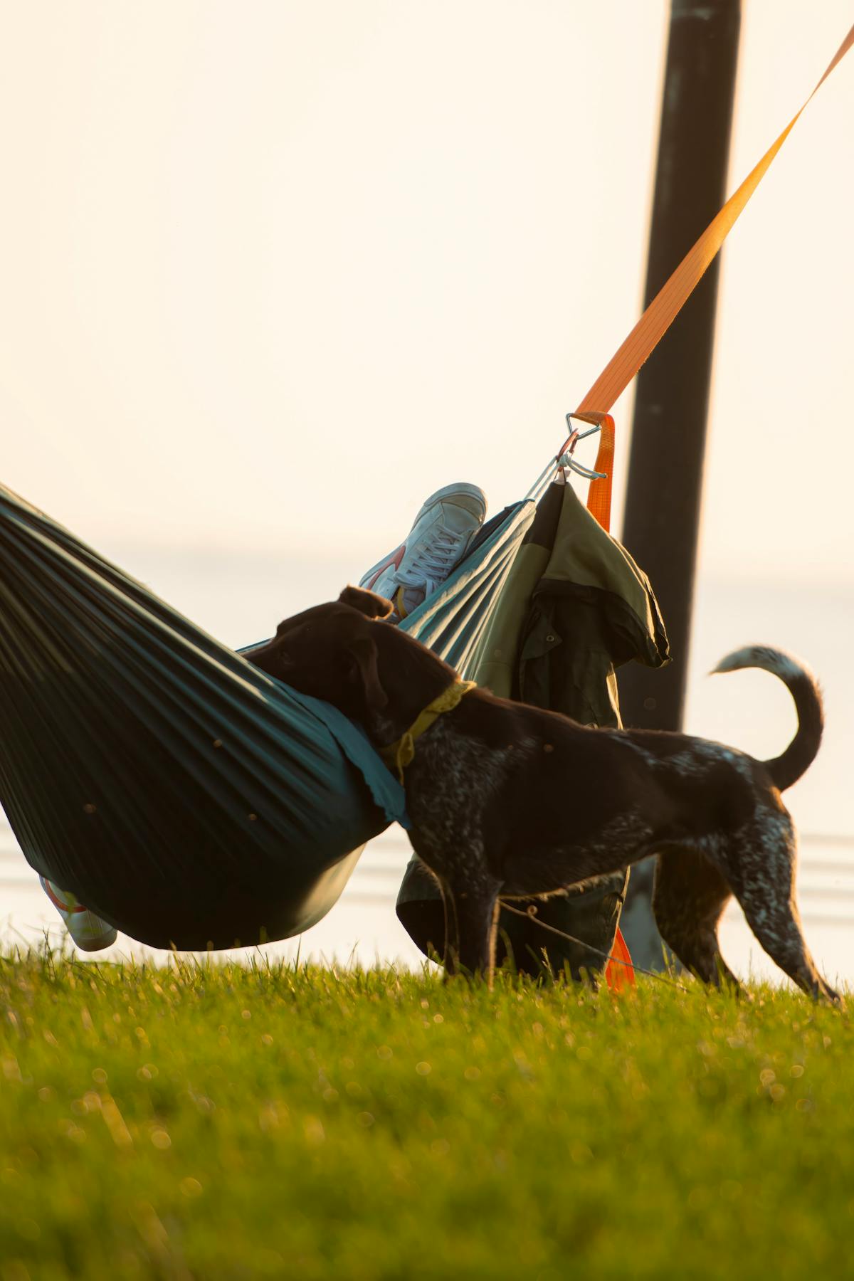 Dog In Hammock Photos, Download The BEST Free Dog In Hammock Stock
