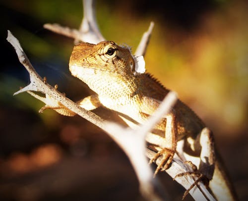 Free Green Gecko Perched on Tree Trunk Stock Photo