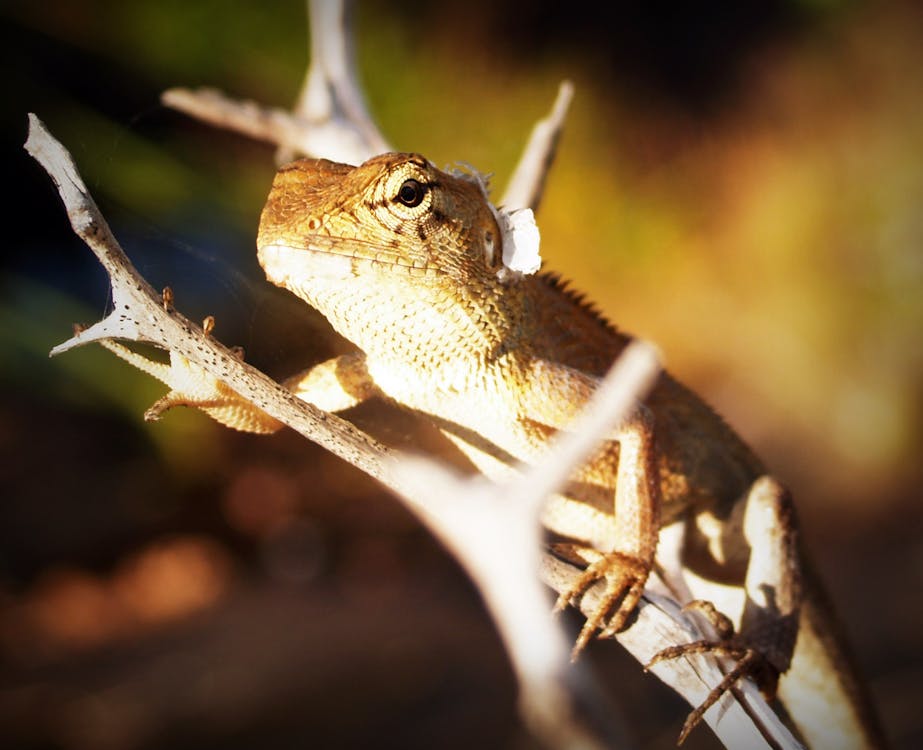 bezplatná Základová fotografie zdarma na téma biologie, chameleon, denní světlo Základová fotografie