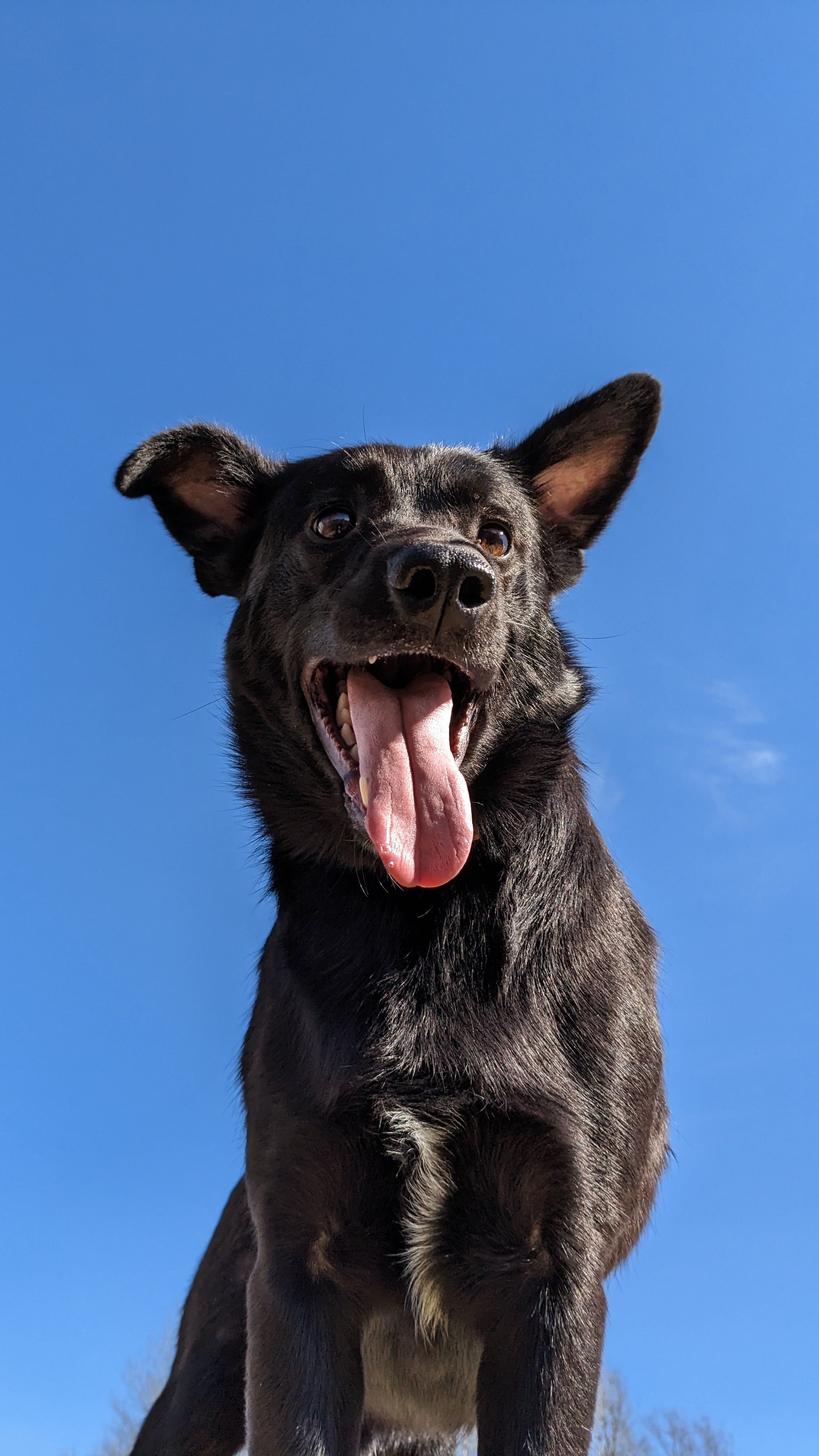 Vibrant portrait of a black dog with tongue out against a clear blue sky in Kyiv, Ukraine.