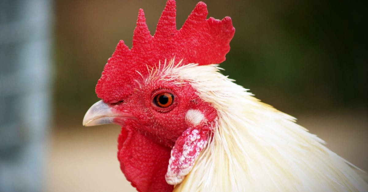 Shallow Focus Photography of White Hen