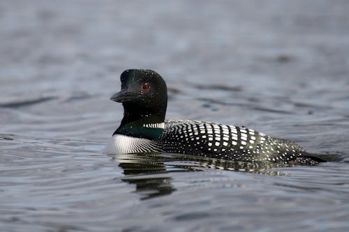 Close up of Common Loon