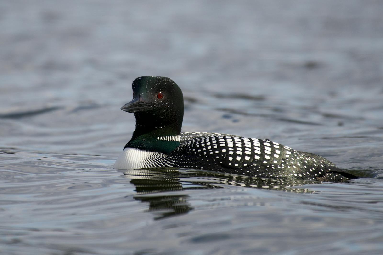 Loon Photos, Download The BEST Free Loon Stock Photos & HD Images