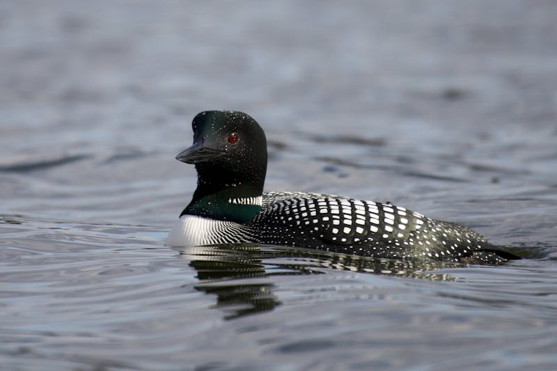 Loon Photos, Download The BEST Free Loon Stock Photos & HD Images