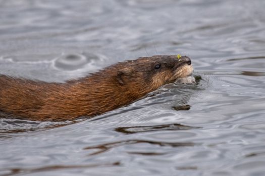 Close up of Muskrat in Water