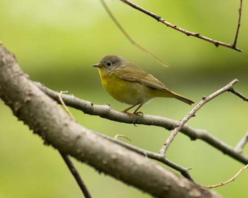 Close up of Warbler Bird