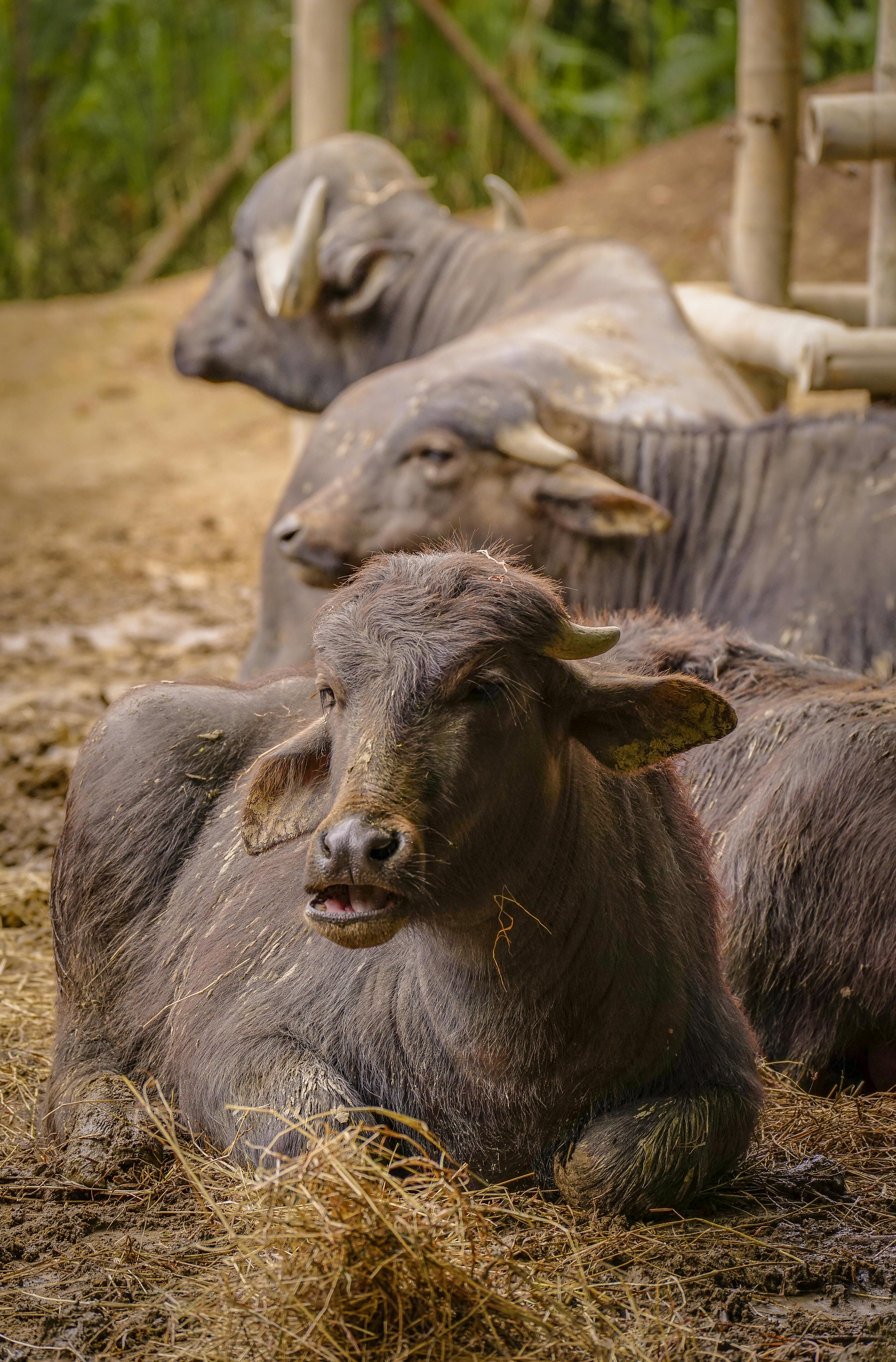grátis Foto profissional grátis de agricultura, agricultura sustentável, agricultura tropical Foto profissional