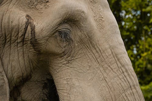 Kostenloses Stock Foto zu auge, elefant, porträt